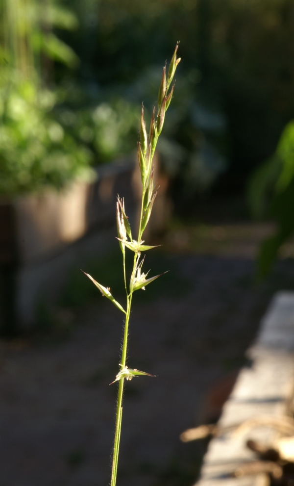 Austrodanthonia tenuior